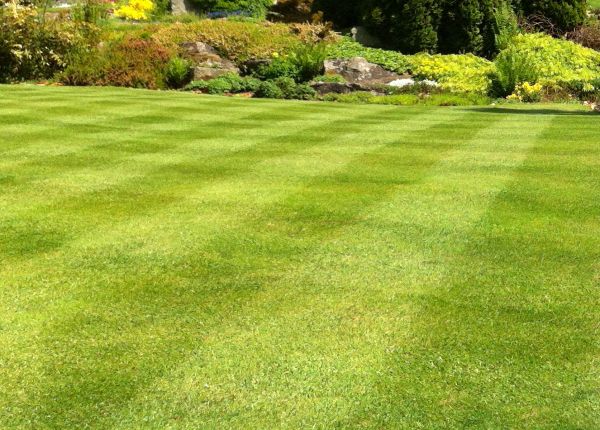 Commercial Grass Cutting in Saint Paul