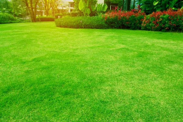 Grass Maintenance in Saint Paul