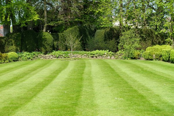 Grass Care Service in Saint Paul