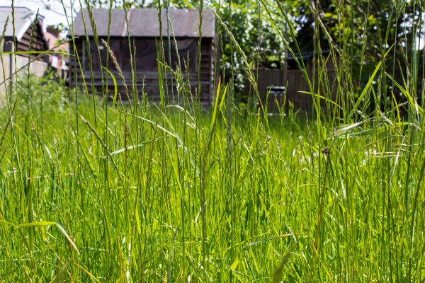 Overgrown Lawn Trimming in Saint Paul
