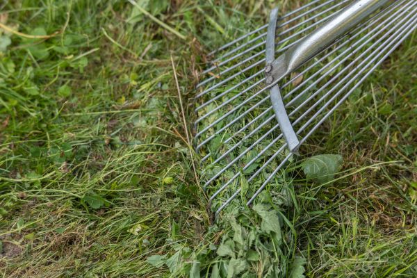 Thatch Raking in Saint Paul