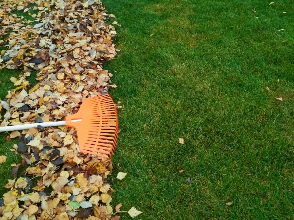 Fall Lawn Care in Saint Paul