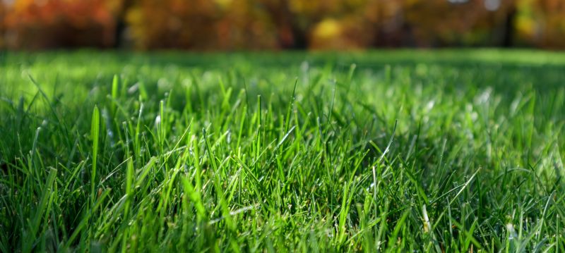 Lawn Maintenance in Winter